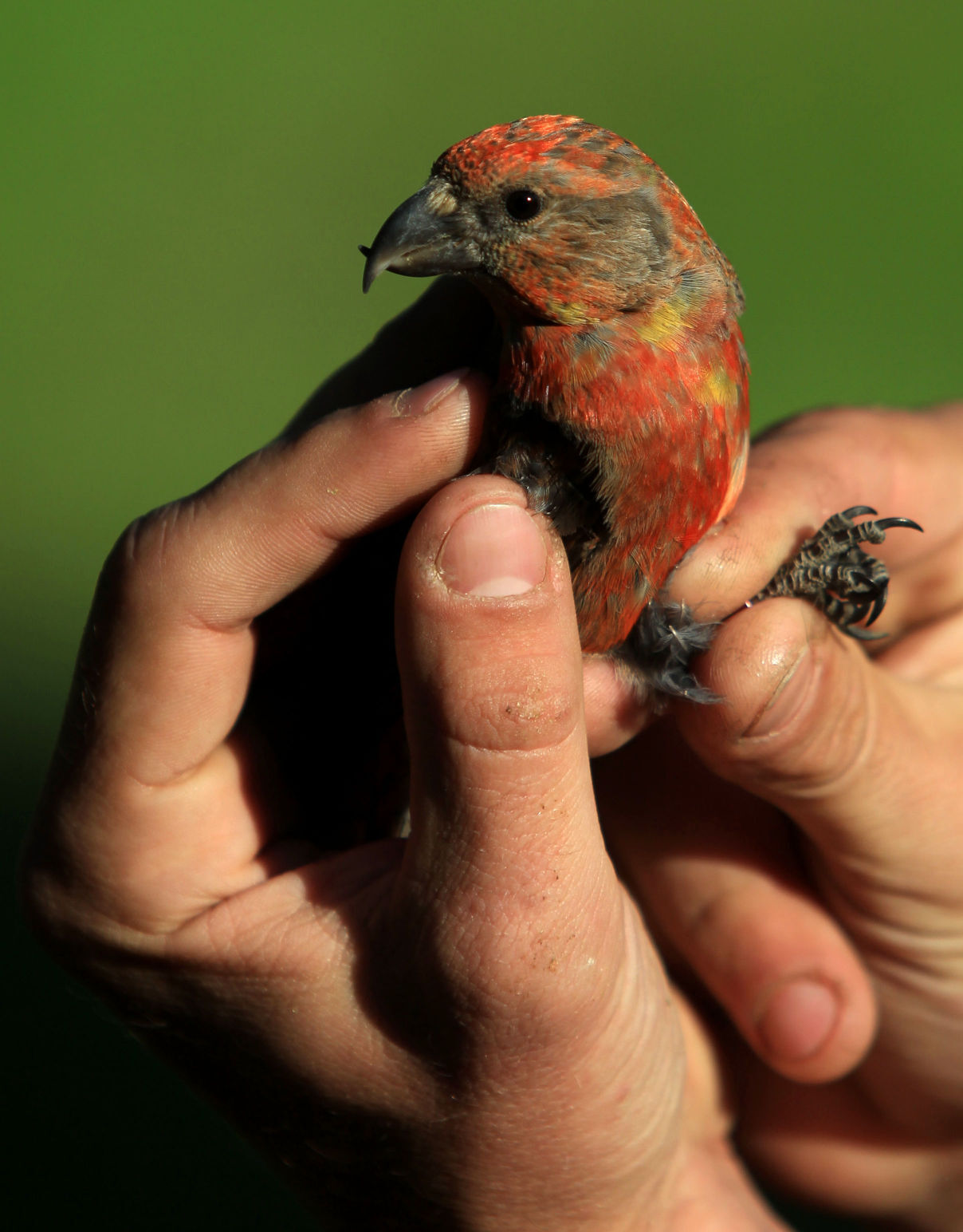 The Cassia crossbill